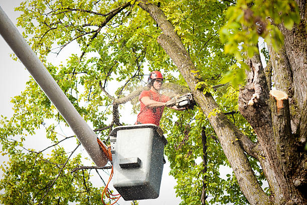 Best Tree Removal  in Park Hills, MO